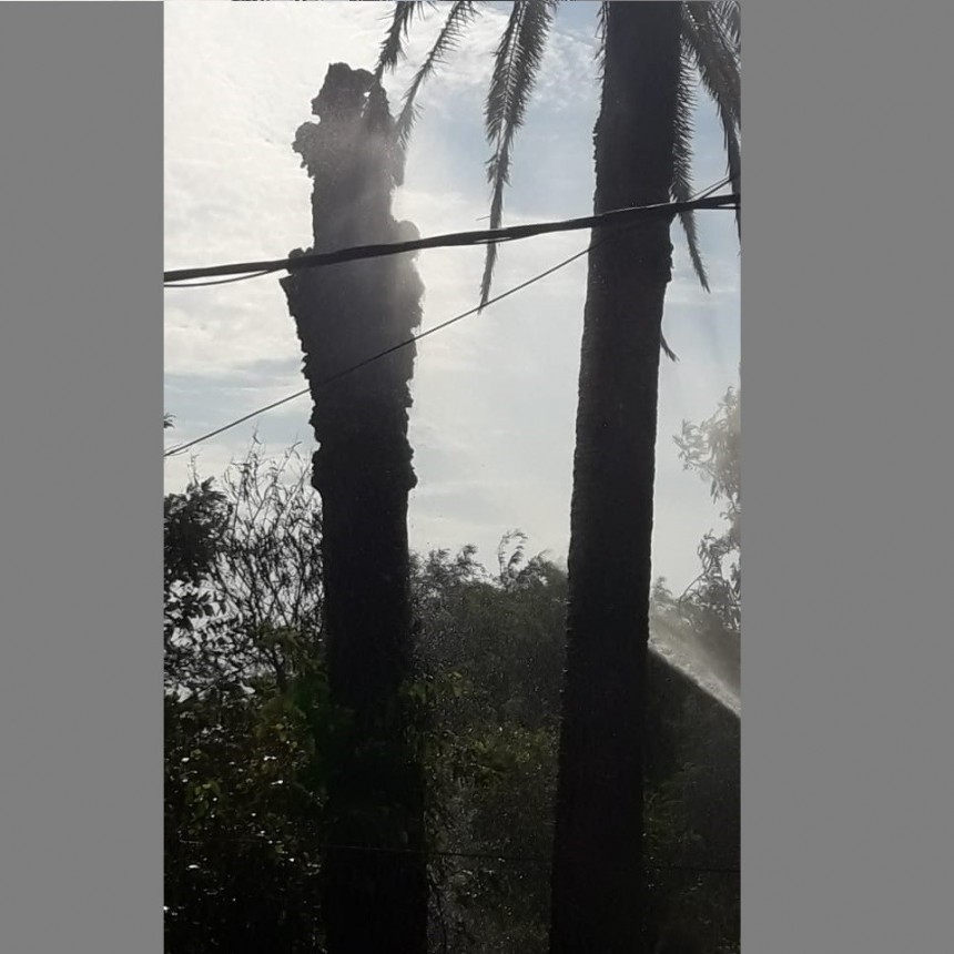 Villa &Aacute;ngela: LA DIVISI&Oacute;N DE BOMBEROS INTERVINO EN EL INCENDIO DE PALMERAS EN UN TERRENO POR CALLE S&Aacute;ENZ PE&Ntilde;A
