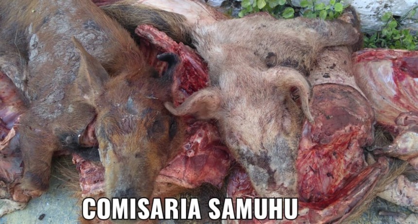 Samuh&uacute;: TRES PERSONAS FUERON DEMORADAS Y SECUESTRARON 4 PORCINOS CARNEADOS EN MAL ESTADO