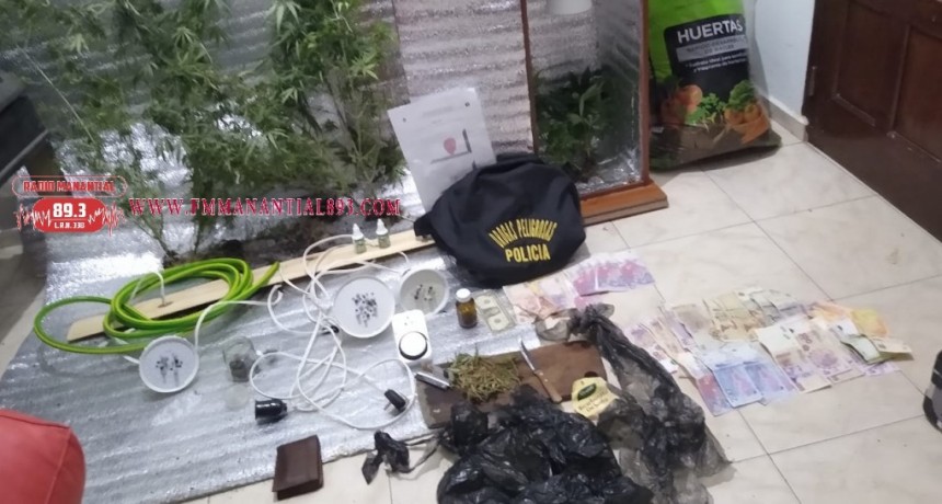 Coronel Du Graty: HALLAN UN INVERNADERO DE MARIHUANA Y SECUESTRAN ESTUPEFACIENTES Y VARIOS ELEMENTOS 