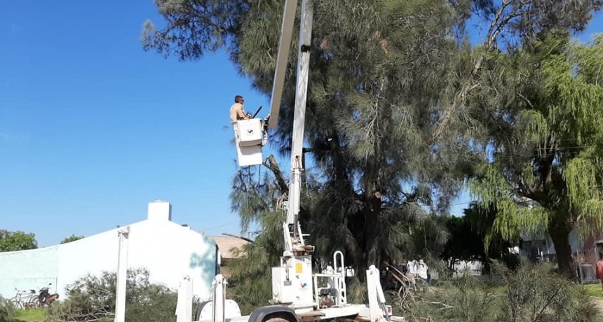 Villa Ángela: EL MUNICIPIO PODA ÁRBOLES A MODO DE PREVENCIÓN