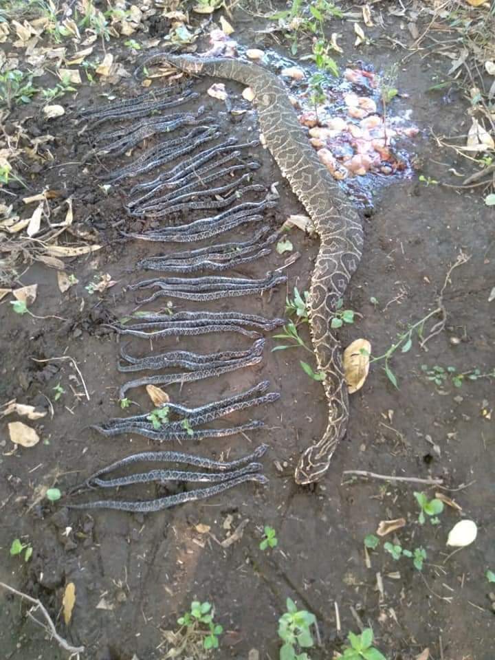 Villa Berthet: encontraron muertas a una yarar&aacute; de la cruz y sus 36 cr&iacute;as