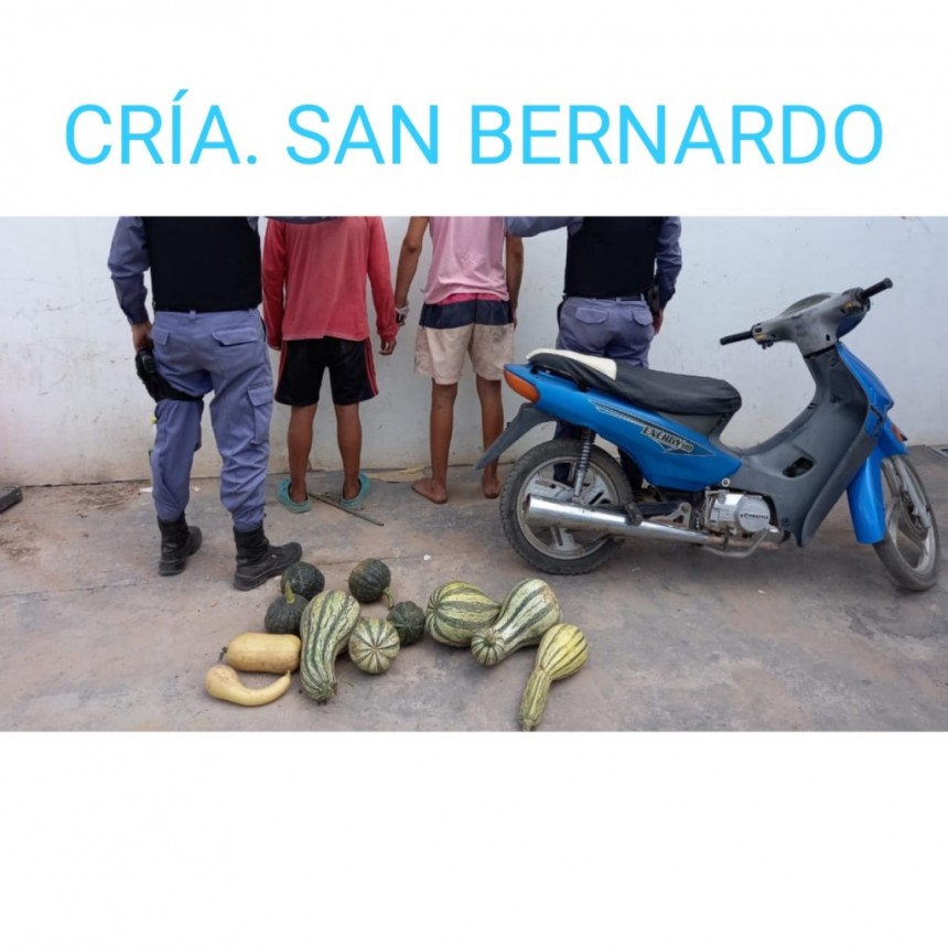 San Bernardo: DETIENEN A DOS MENORES DE EDAD QUE ROBABAN ZAPALLOS A UN PRODUCTOR DE LA LOCALIDAD