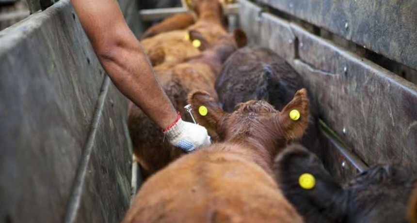 Finaliza la vacunaci&oacute;n antiaftosa y antibruc&eacute;lica 2020 en el Chaco