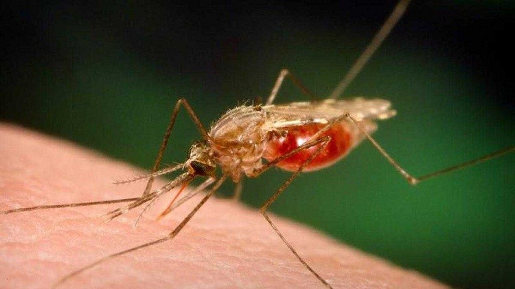 DESARROLLAN UNA SANGRE FALSA PARA LUCHAR CONTRA LOS MOSQUITOS Y LA MALARIA