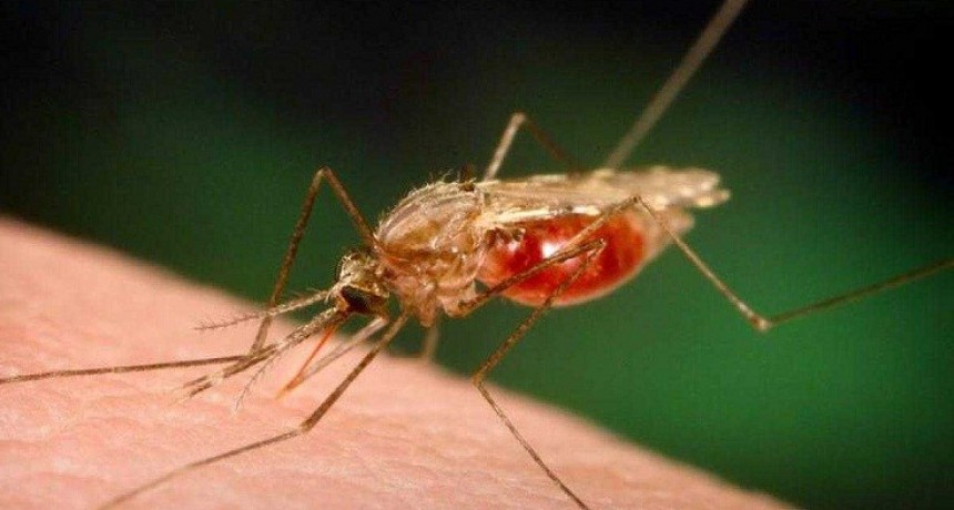 DESARROLLAN UNA SANGRE FALSA PARA LUCHAR CONTRA LOS MOSQUITOS Y LA MALARIA