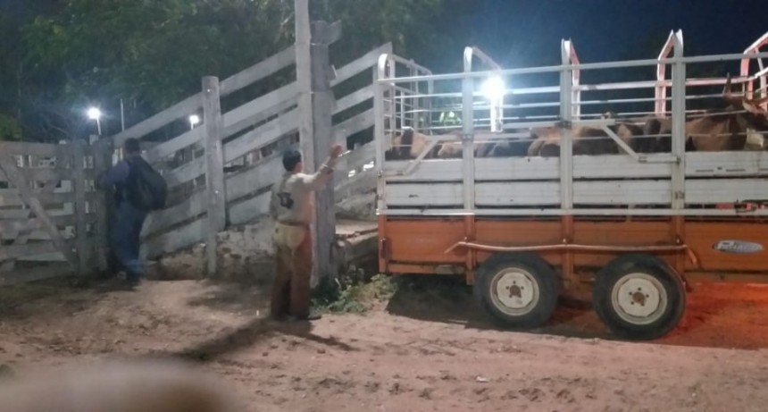 Villa &Aacute;ngela: DEMORARON UNA COMIONETA QUE TRASPORTABA 7 VACAS, POR NO CONTAR CON LA DOCUMENTACI&Oacute;N DE PROPIEDAD