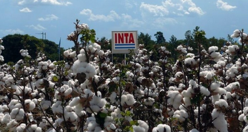 De exportaci&oacute;n: LAS VARIEDADES DE ALGOD&Oacute;N DEL INTA LLEGAN AL PARAGUAY
