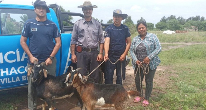 Colonia El Pastoril: DOS ANIMALES CAPRINOS FUERON RESTITUIDOS A SU DUE&Ntilde;A