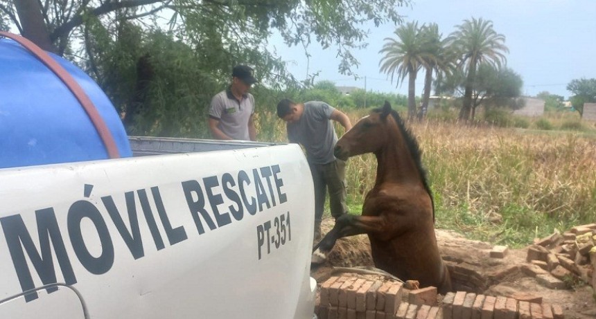 Villa &Aacute;ngela: BOMBEROS RESCATAN UN EQUINO QUE CAY&Oacute; A UN POZO