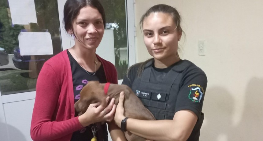 Villa &Aacute;ngela: RECUPERAN UN CACHORRO DE PITBULL DENUNCIADO COMO SUSTRA&Iacute;DO 