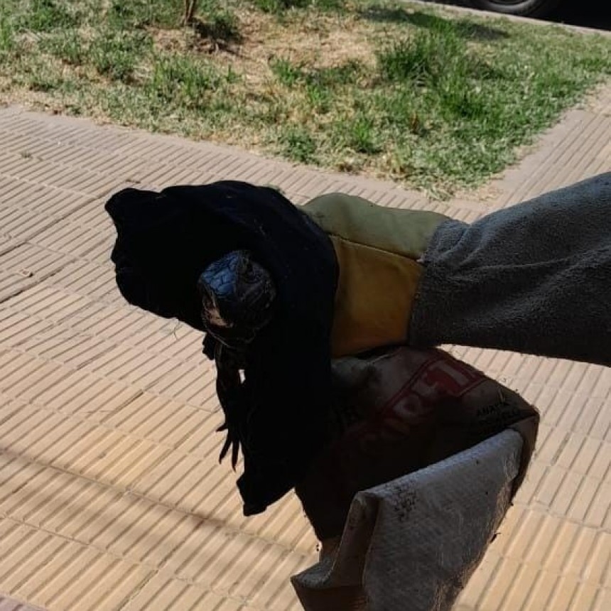 Villa &Aacute;ngela: BOMBEROS RESCATAN UNA IGUANA QUE SORPRENDI&Oacute; A UN VECINO EN SU DOMICILIO 