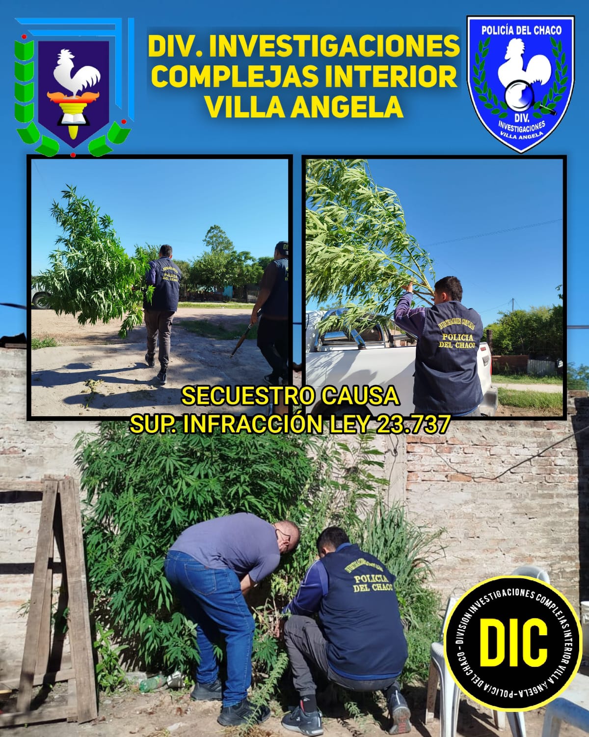 VILLA ÁNGELA: SECUESTRAN PLANTA DE MARIHUANA TRAS TAREAS INVESTIGATIVAS