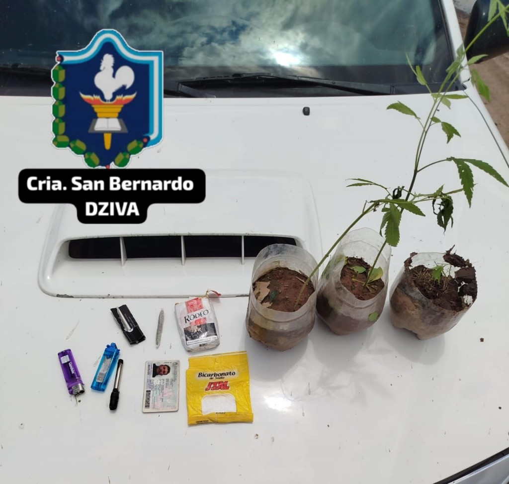 San Bernardo: DETUVIERON A CULTIVADORES DE MARIHUANA E INCAUTARON VARIOS PLANTINES