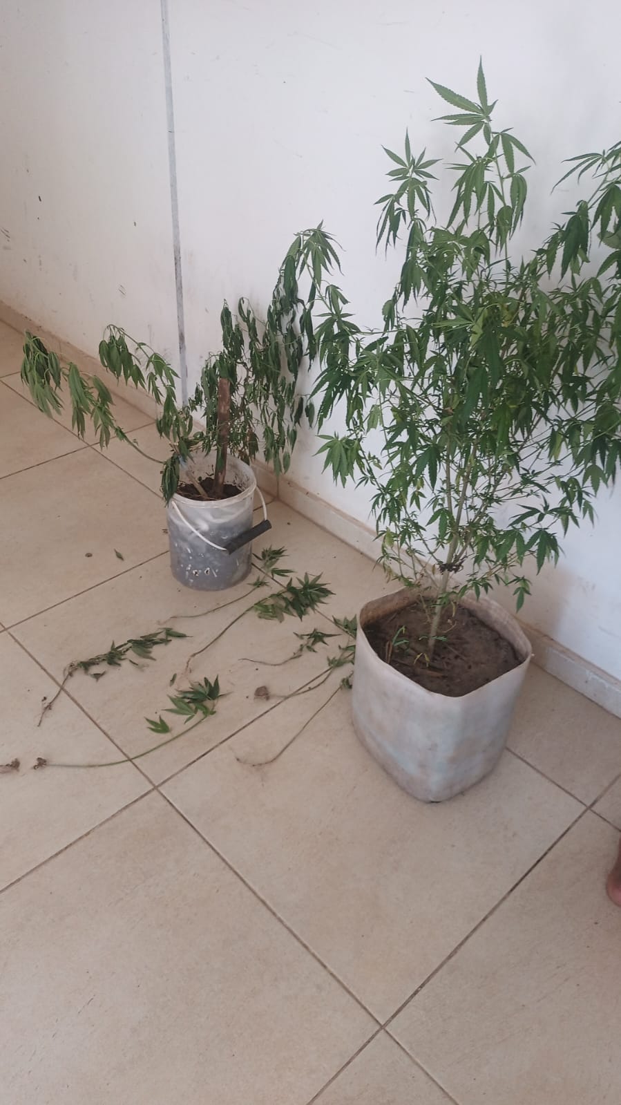SAN BERNARDO: BARRIO VIVERO: SECUESTRAN 10 PLANTAS DE MARIHUANA