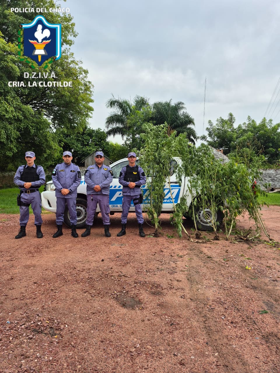 LA CLOTILDE: SECUESTRARON VARIAS PLANTAS DE MARIHUANA CERCA DE UNA CASA