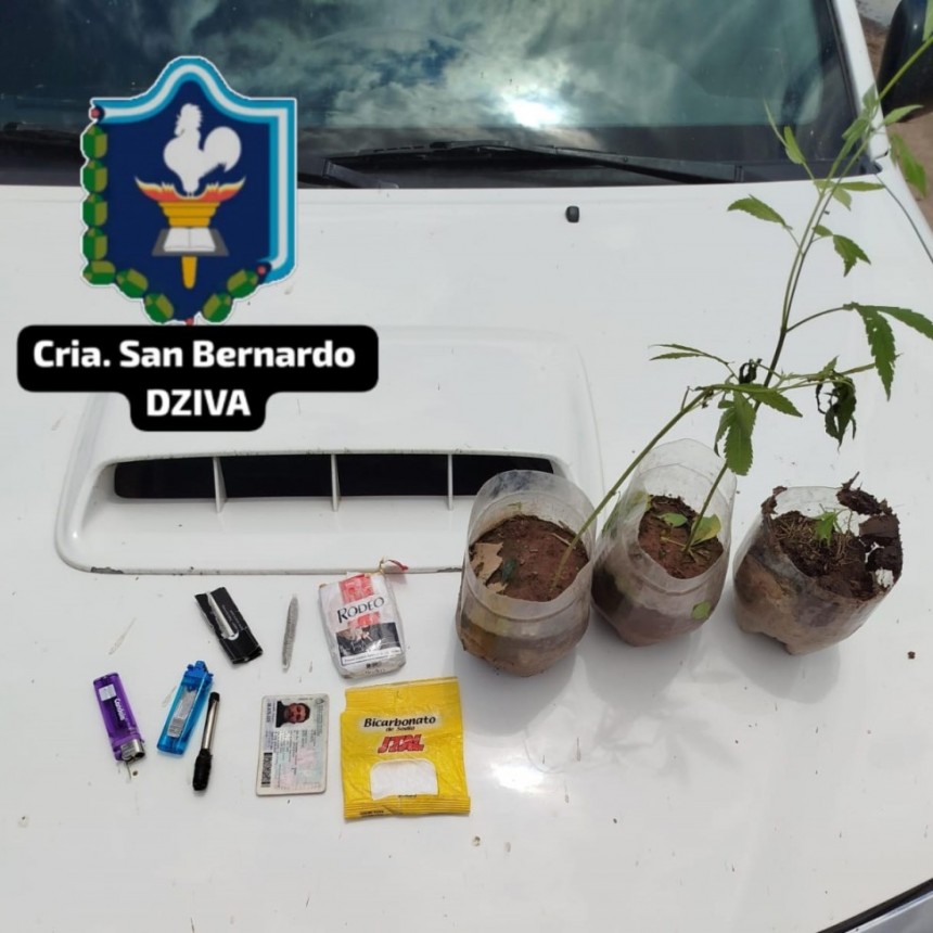San Bernardo: DETUVIERON A CULTIVADORES DE MARIHUANA E INCAUTARON VARIOS PLANTINES
