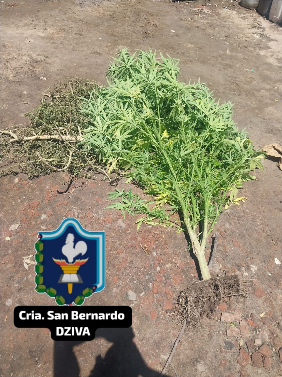 SAN BERNARDO: SUS VECINOS AVISARON A LA POLICIA QUE TENIA UNA PLANTA DE MARIHUANA Y ESTOS LA SECUESTRARON