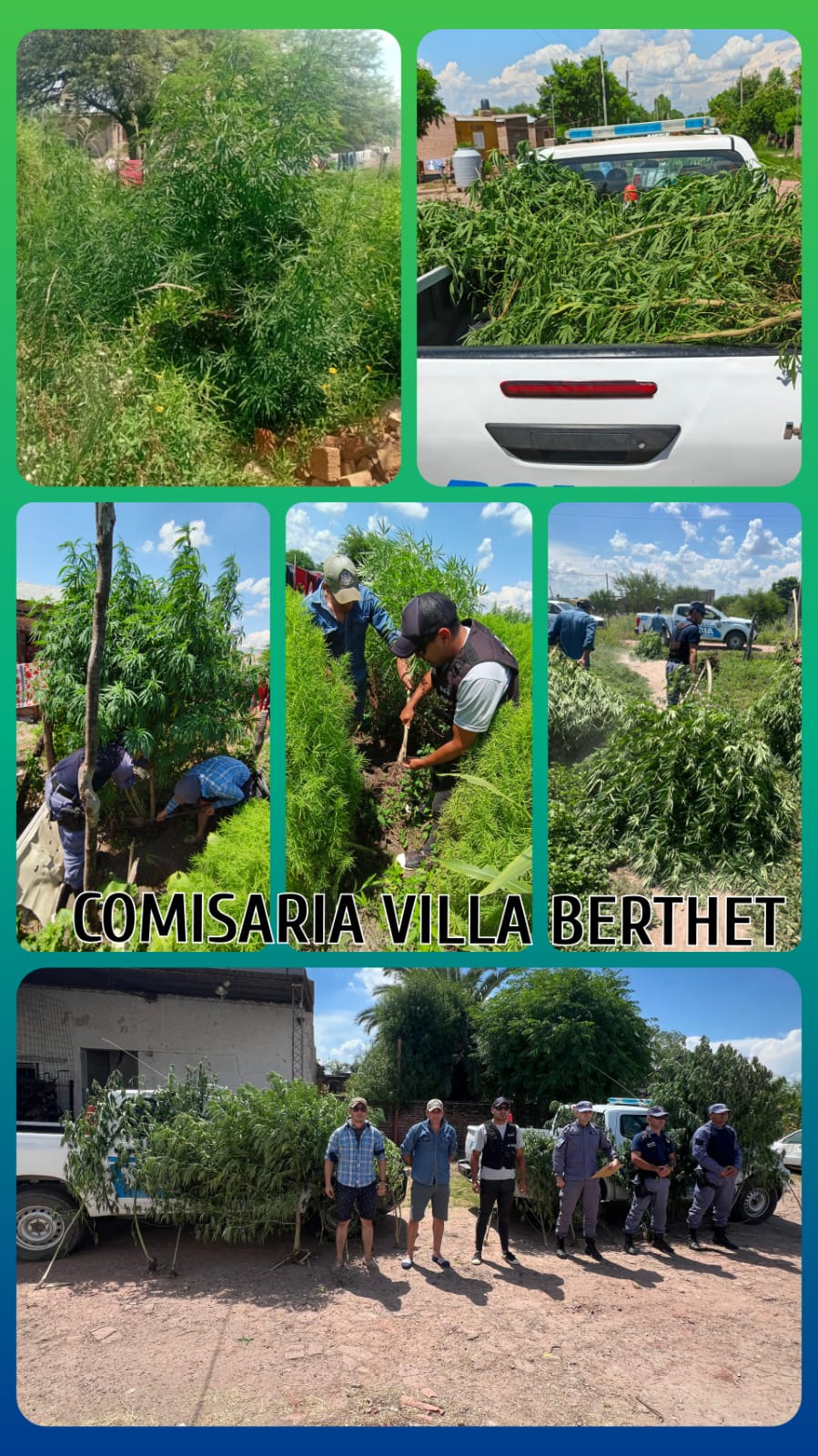 VILLA BERTHET: GRAN SECUESTRO DE  13 PLANTAS DE MARIHUANA
