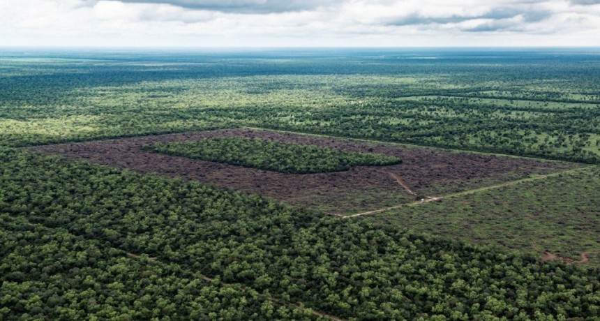 Afirman que el Chaco es "la provincia que m&aacute;s bosques perdi&oacute;"