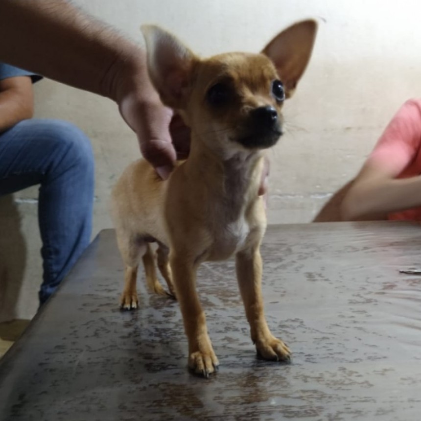 Villa &Aacute;ngela:  EL PERSONAL DE INVESTIGACIONES RECUPER&Oacute; UN CACHORRO ROBADO Y LO DEVOLVIERON A SU DUE&Ntilde;O.