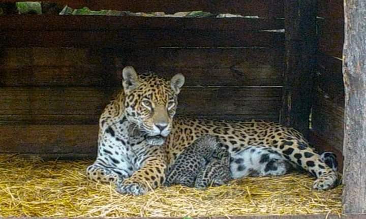 NACIERON DOS YAGUARET&Eacute;S EN EL IMPENETRABLE: &ldquo;SIENTO ORGULLO POR PRESERVAR LA ESPECIE Y LA IDENTIDAD DE NUESTRO SUELO CHAQUE&Ntilde;O&rdquo;, DIJO CAPITANICH
