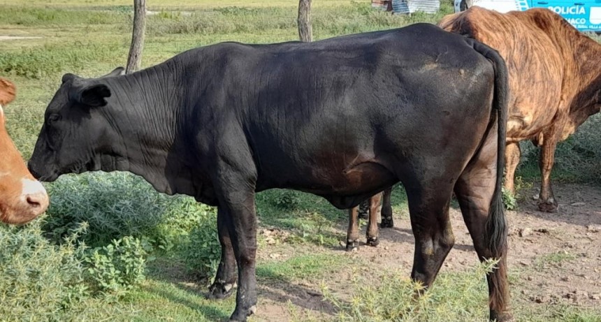 Enrique Urien: RECUPERAN UNA VACA QUE HAB&Iacute;A DENUNCIADA COMO SUSTRA&Iacute;DA DE LA ESTANCIA 