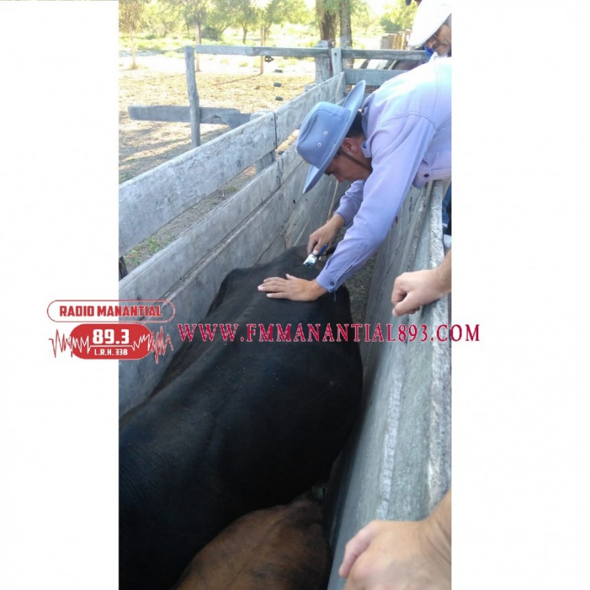Enrique Urien: RECUPERAN UNA VACA Y UN TERNERO Y SON DEVUELTOS A SU PROPIETARIO
