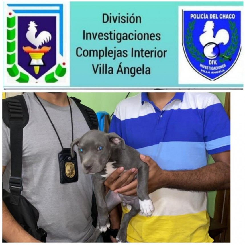 Villa &Aacute;ngela: INVESTIGACIONES RECUPERA UNA CACHORRITA ROBADA | LETI YA EST&Aacute; CON SUS DUE&Ntilde;OS