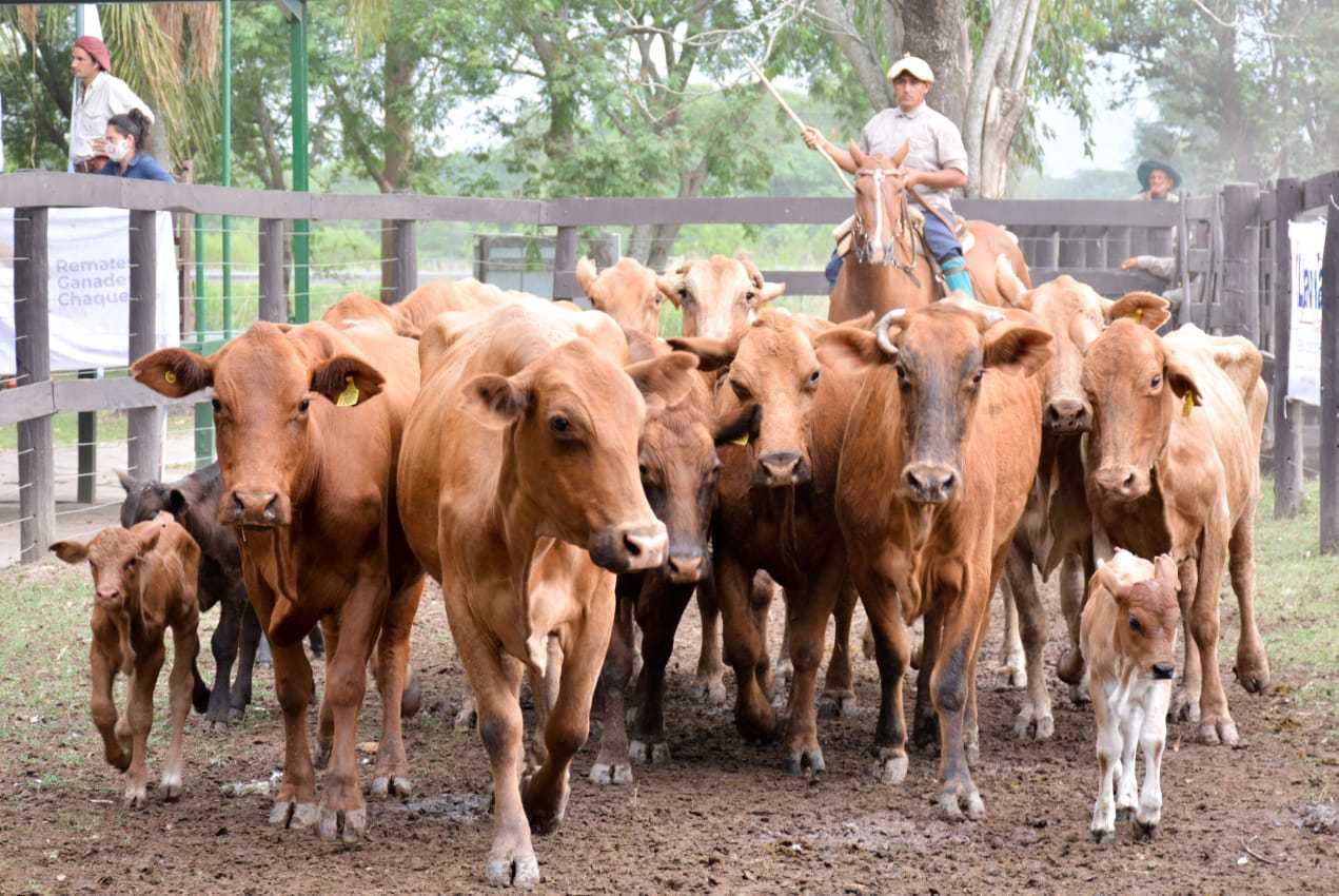 Remates Ganaderos Chaque&ntilde;os arranca su cronograma 2021