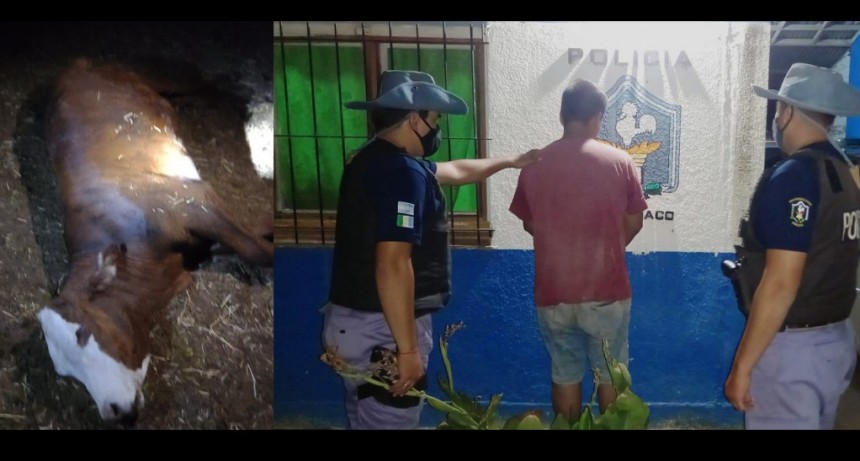 La Tigra: SE LLEV&Oacute; LA TERNERA DE UN FAMILIAR PARA FAENAR Y LO DESCUBRIERON