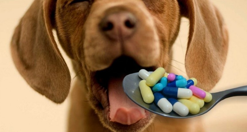 Villa &Aacute;ngela: M&Aacute;S DE 15 ESTABLECIMIENTOS FUERON INVITADOS A RETIRAR LA VENTA DE MEDICAMENTOS VETERINARIOS POR NO ESTAR HABILITADOS