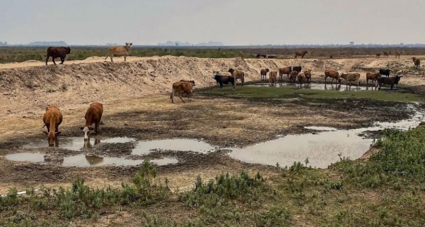 EMERGENCIA AGROPECUARIA: LA ATP SUSPENDE EL PAGO A CUENTA DE INGRESOS BRUTOS PARA GANADEROS CHAQUE&Ntilde;OS