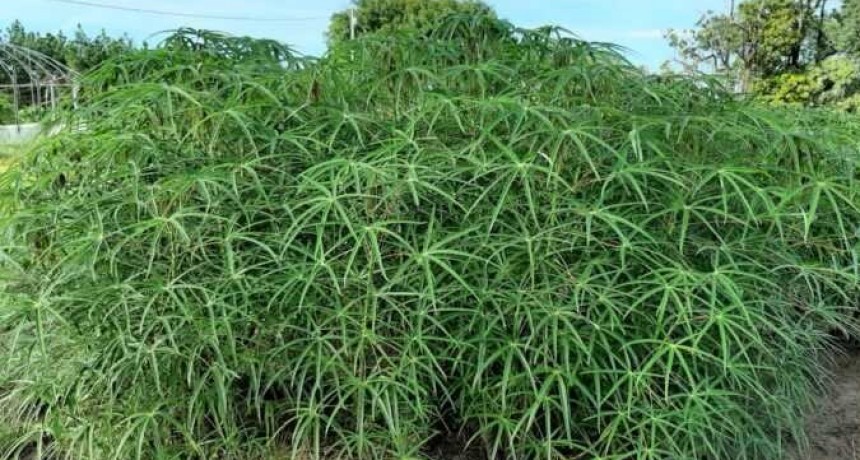Investigaci&oacute;n de la UNNE y el INTA Cerro Azul: EVAL&Uacute;AN EL APORTE NUTRICIONAL DE LA HARINA DE HOJAS  DE MANDIOCA