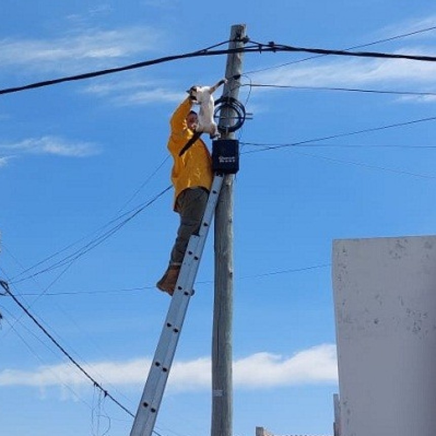 Villa &Aacute;ngela: BOMBEROS RESCATARON UN GATO SIAM&Eacute;S QUE SE ENCONTRABA TREPADO EN UN POSTE DE LUZ