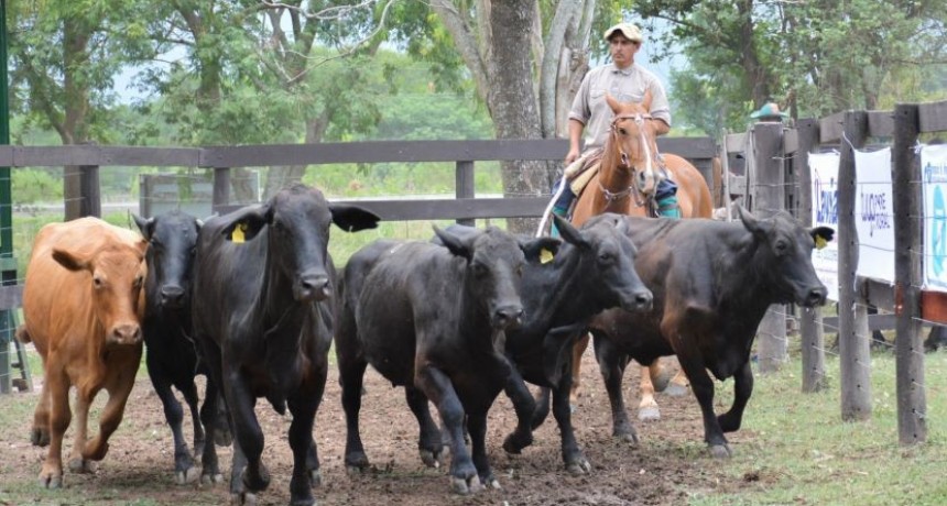 EL A&Ntilde;O DE REMATES GANADEROS COMENZAR&Aacute; EL JUEVES 23 DE FEBRERO EN MARGARITA BEL&Eacute;N