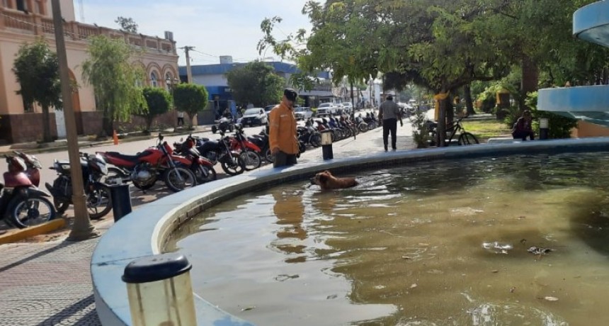 Villa &Aacute;ngela: DIVISI&Oacute;N DE BOMBEROS RESCAT&Oacute; A UN CANINO QUE NO POD&Iacute;A SALIR DE LA FUENTE EN LA PLAZA CENTRAL