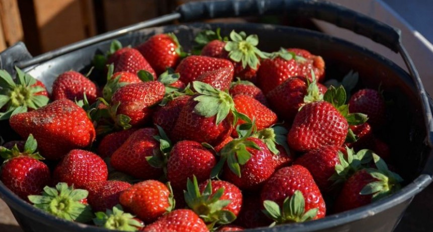 FRUTILLA CHAQUE&Ntilde;A: PRODUCCI&Oacute;N DISTRIBUIR&Aacute; 600 MIL PLANTINES Y AMPLIAR&Aacute; LA SUPERFICIE DE SIEMBRA EN UN 20% ESTE A&Ntilde;O