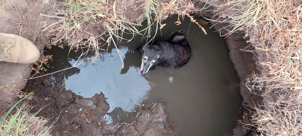 Villa &Aacute;ngela: RESCATAN A UN PERRO QUE CAYO A UN POZO