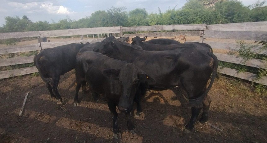 Comisaria Samuh&uacute;: RECUPERAN 10 ANIMALES VACUNOS QUE HAB&Iacute;AN SIDO DENUNCIADOS COMO SUSTRA&Iacute;DOS 