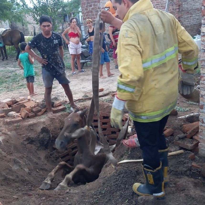 Villa &Aacute;ngela: BOMBEROS RESCATARON UNA YEGUA DEL INTERIOR DE UN POZO NEGRO
