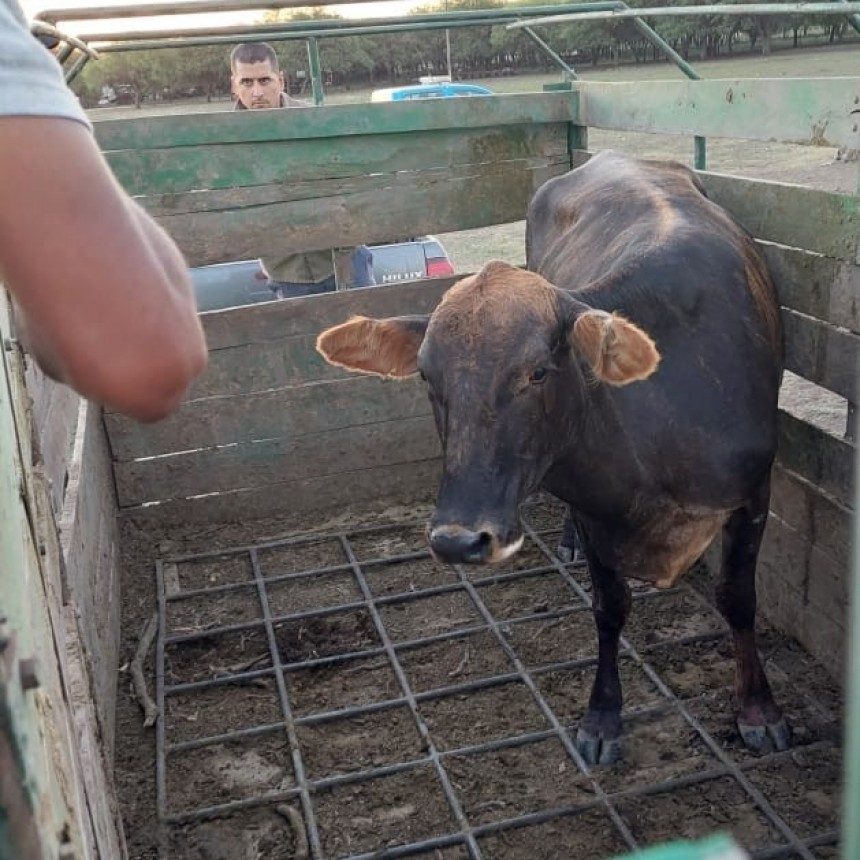 Santa Sylvina: RECUPERAN UN ANIMAL VACUNO