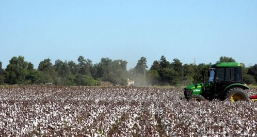 CAMPA&Ntilde;A ALGODONERA: M&Aacute;S DE 415 MILLONES RECIBIERON ESTE MARTES LOS PRODUCTORES