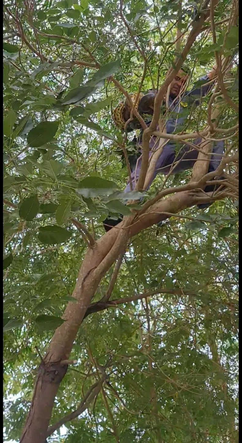 Sorpresa en el aeropuerto de Resistencia: apareció una boa de 2,30 metros en un árbol