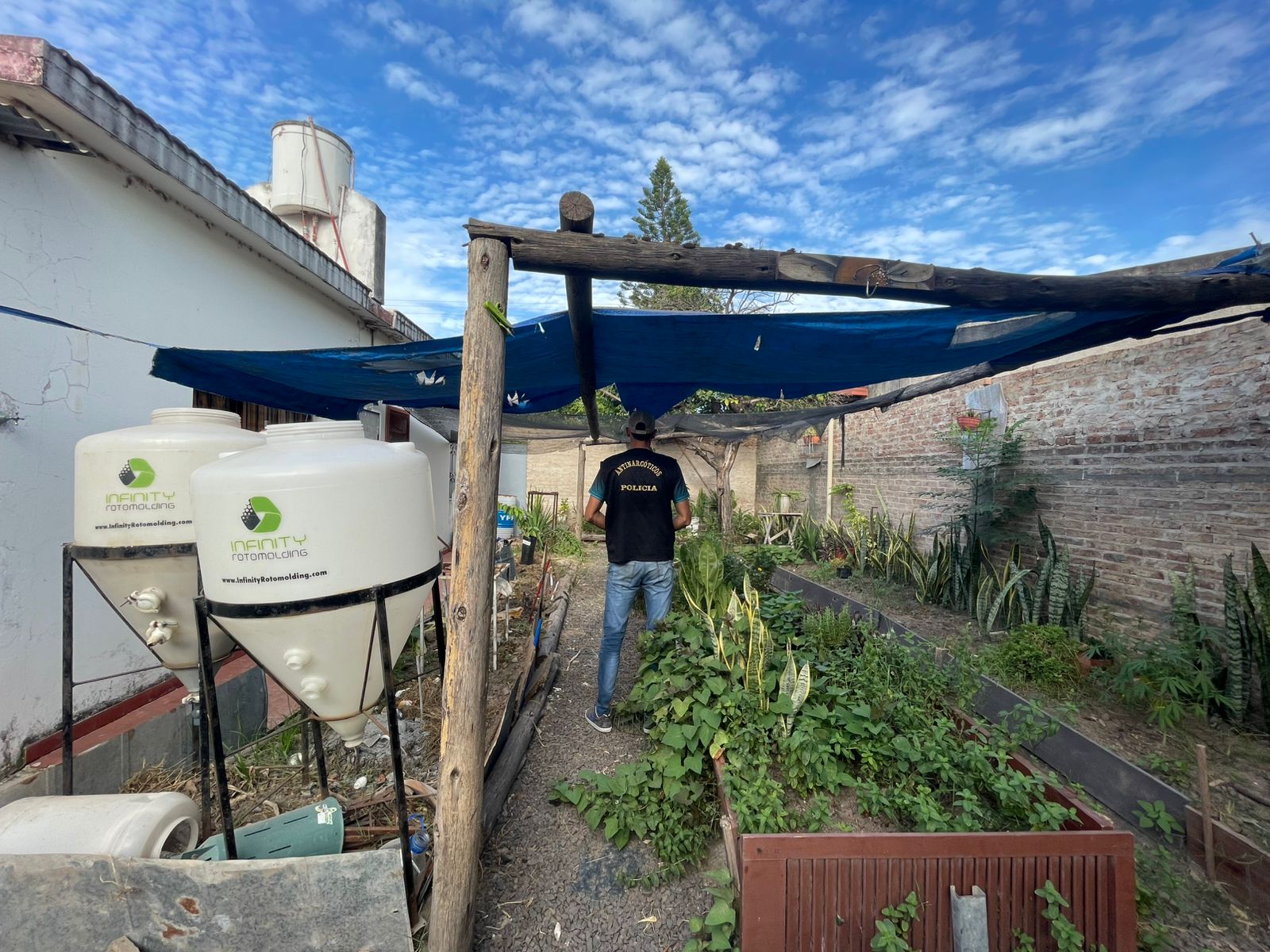 SECUESTRARON VARIAS PLANTAS DE MARIHUANA EN UN DOMICILIO