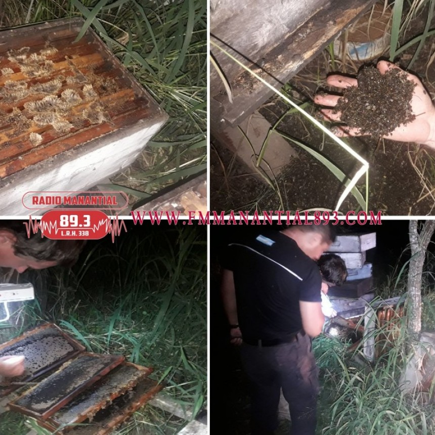 CORONEL DU GRATY: 110 CAJONES DE ABEJAS MUERTAS EN UN CAMPO, ASUMEN QUE LA RAZ&Oacute;N ES LA FUMIGACI&Oacute;N EN LA ZONA