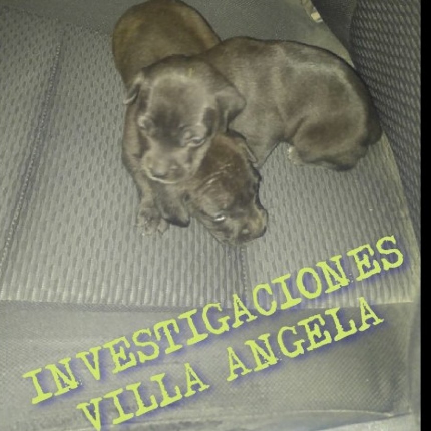 VILLA &Aacute;NGELA: RECUPERAN DOS CACHORRAS DE PITBULL ROBADAS
