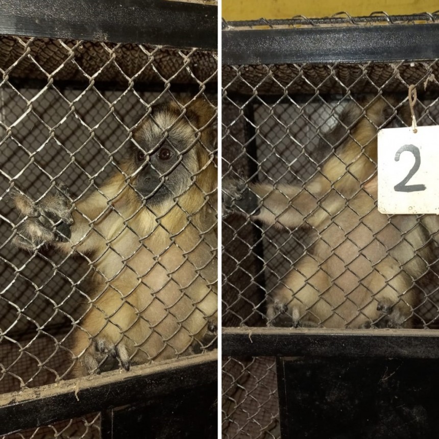 La Tigra: UNA FAMILIA TEN&Iacute;A EN CAUTIVERIO 2 MONOS CARAY&Aacute;, EL PERSONAL POLICIAL LOGR&Oacute; SU SECUESTRO Y LO ENTREGARON AL ZOOL&Oacute;GICO DE S&Aacute;ENZ PE&Ntilde;A