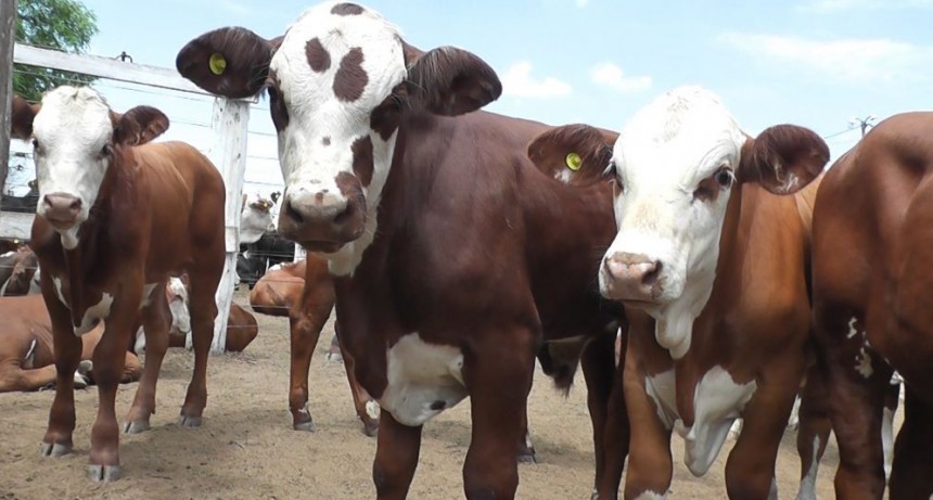 EXITOSO REMATE DE LA SOCIEDAD RURAL VILLANGELENSE | &ldquo;un remate marat&oacute;nico, 12.00 del mediod&iacute;a hasta las 01.00 de la madrugada&rdquo; dijo Gustavo Porro