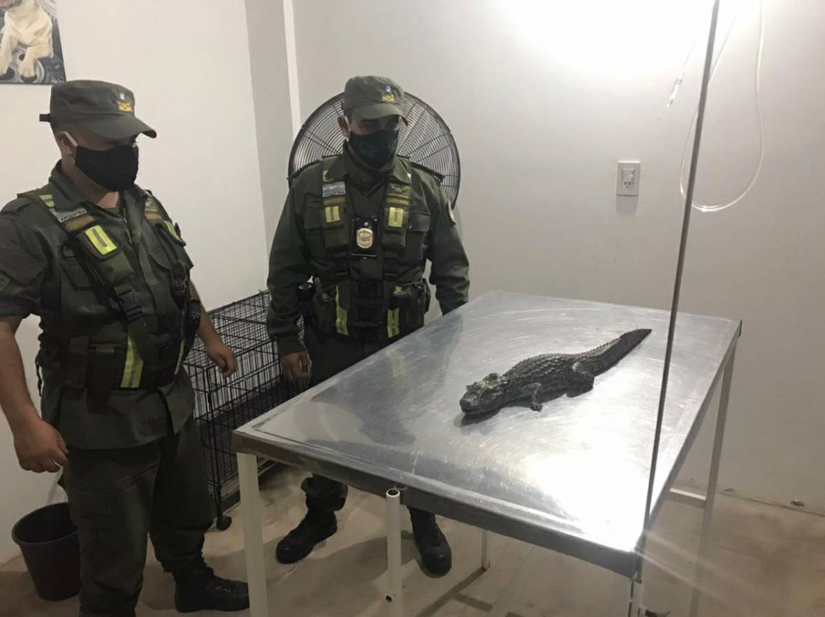 Ten&iacute;an un yacar&eacute; overo y cuando vieron a Gendarmer&iacute;a lo tiraron y escaparon