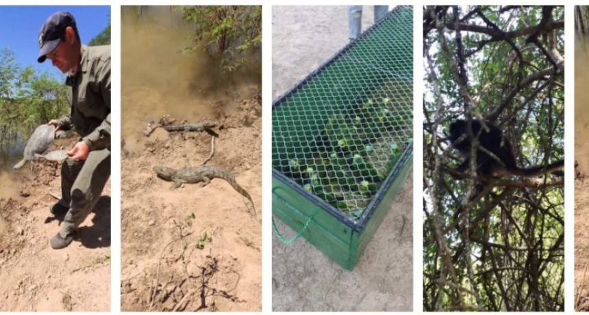 S&aacute;enz Pe&ntilde;a: El Complejo Ecol&oacute;gico Municipal liber&oacute; m&aacute;s de 200 animales en su h&aacute;bitat natural